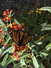 Danaus plexippus