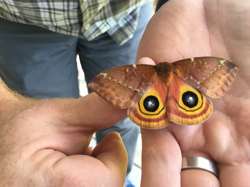 Eyed Silkmoths