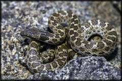 Hypsiglena ochrorhynchus klauberi