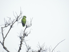 Graydidascalus brachyurus