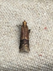 Moodna ostrinella