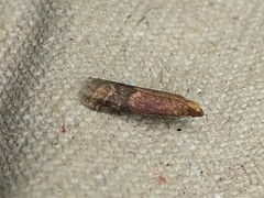 Moodna ostrinella