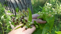 Hasteola suaveolens