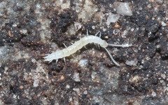 Scutigerella