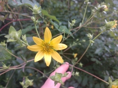 Silphium brachiatum