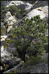 Pinus torreyana