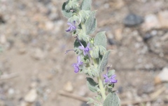 Trichostema ovatum