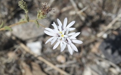 Lessingia nemaclada