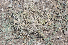 Astragalus lentiginosus
