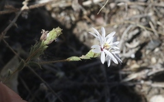 Lessingia nemaclada