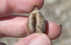 Astragalus lentiginosus
