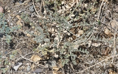 Astragalus lentiginosus