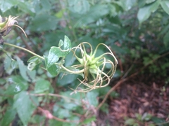 Clematis morefieldii