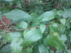 Clematis morefieldii