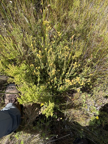 Image of Erica lutea by (c) Dave U, some rights reserved (CC BY-SA)