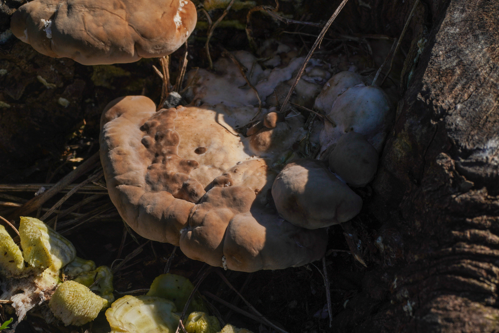 Trametes orientalis · November 2024 · photo: © tbc_watanabe (iNaturalist, cc-by)
