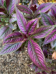 Strobilanthes auriculata dyeriana
