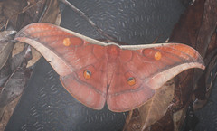 Antheraea assamensis
