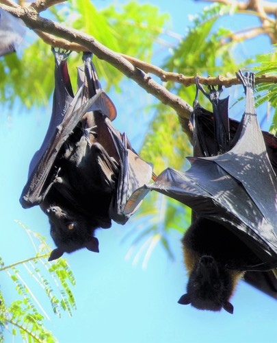 Pteropus vampyrus