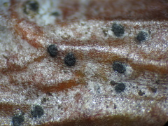 Arthonia caudata