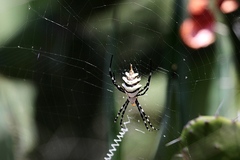 Argiope coquereli