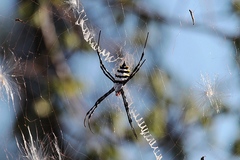 Argiope coquereli