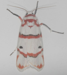 Cyana perornata