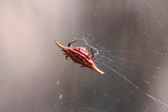 Gasteracantha versicolor
