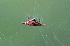 Gasteracantha versicolor