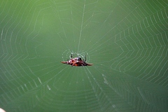 Gasteracantha versicolor