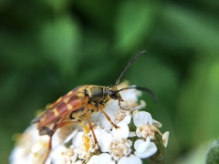 Typocerus