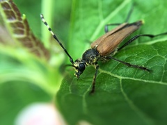 Brachyleptura