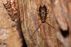 Parellipsidion latipenne