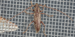 Elaphidion