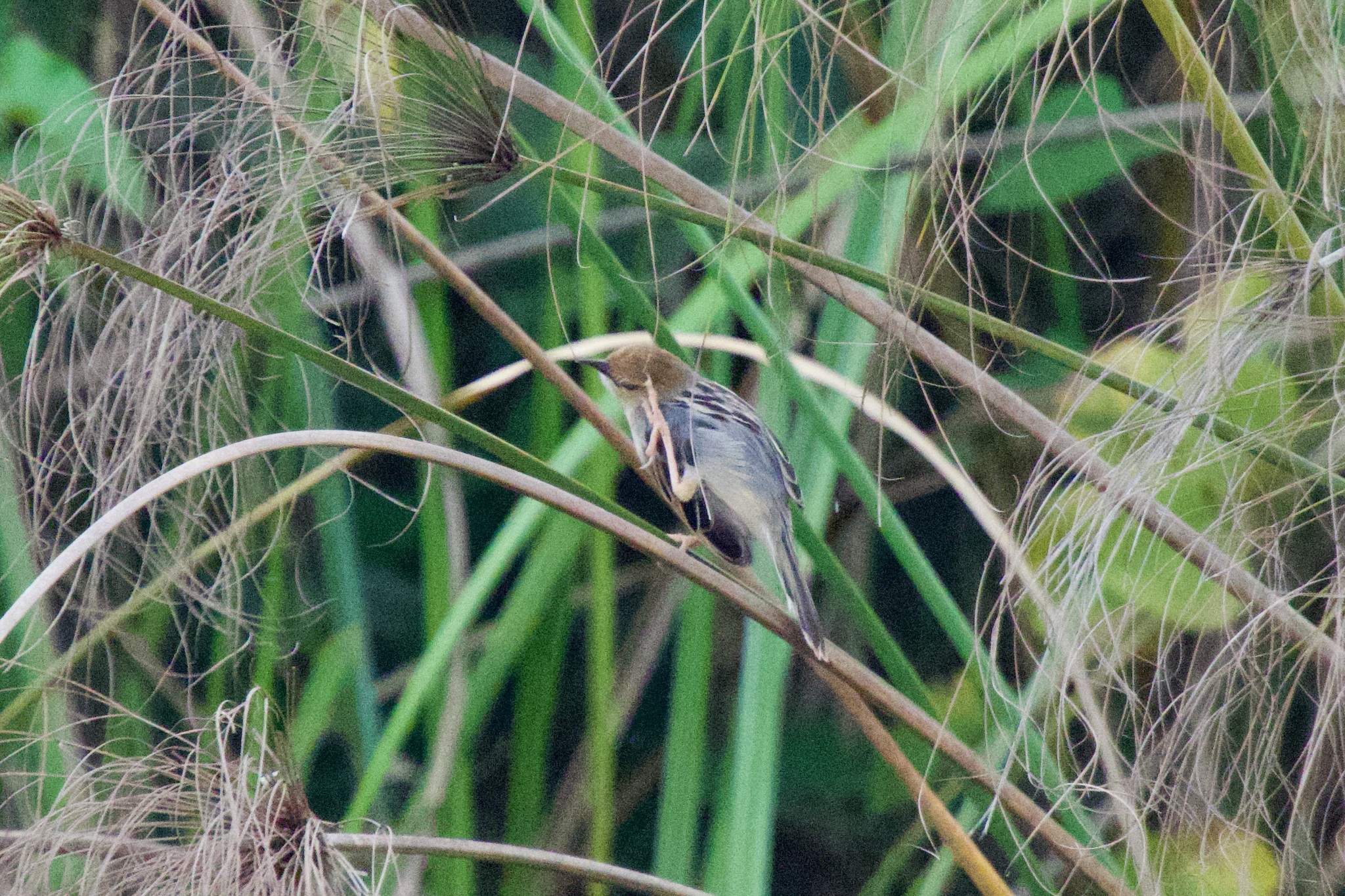 Winding Cisticola illustration