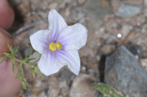 Image of Nierembergia linariifolia by (c) aacocucci, some rights reserved (CC BY)