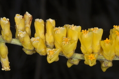 (c) aacocucci, some rights reserved (CC BY) Dyckia floribunda, photograph (c) aacocucci, some rights reserved (CC BY)