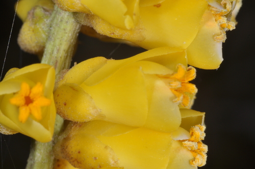 Dyckia floribunda, photograph 6