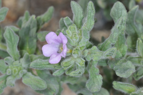 Whitewhisker fiddleleaf (Nama undulata)