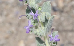 Trichostema ovatum