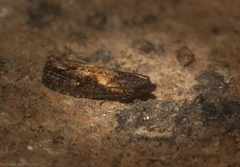 Cryptaspasma sordida