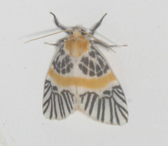 Indiania eccentropis