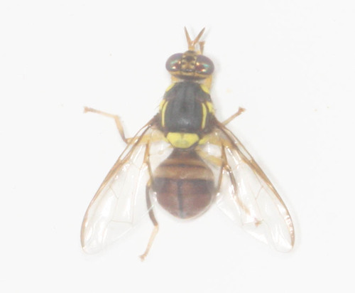 Tephritidae