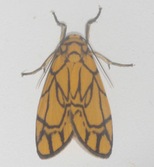 Cyme euprepioides