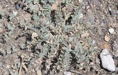 Euphorbia ocellata ocellata