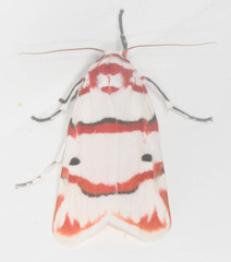 Cyana perornata
