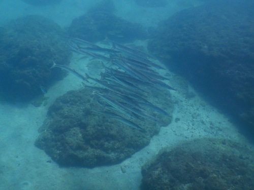 Mexicaanse barracuda (Sphyraena ensis) — Sphyraenidae — 5