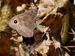 Cercyonis pegala boopis
