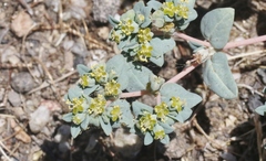 Euphorbia ocellata ocellata