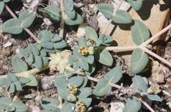 Euphorbia ocellata ocellata